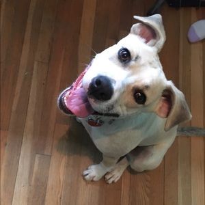 Meet your Posher, Allie